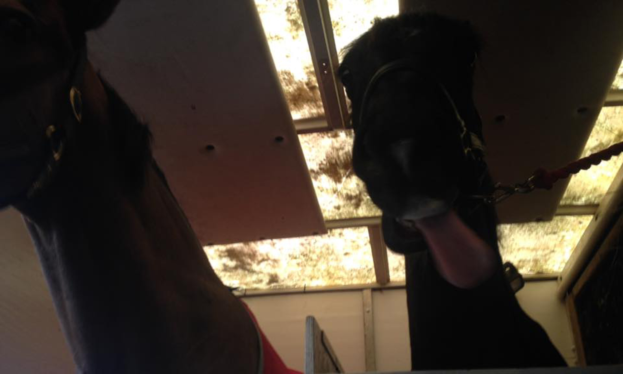 Ponies, Peppermints and dreams